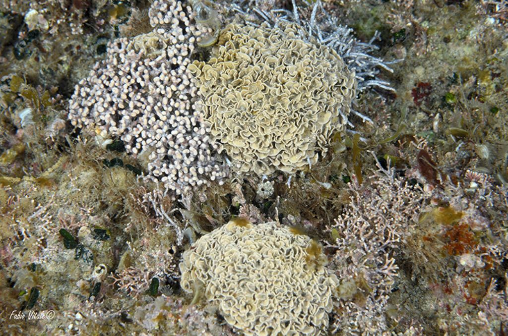 Tenarea tortuosa